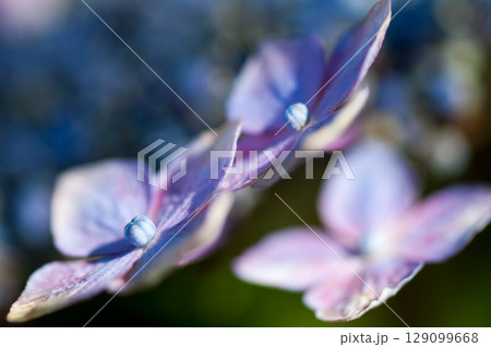 青色の紫陽花 青色の紫陽花 129099668