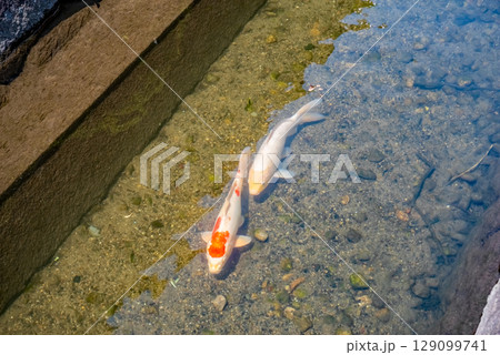鯉が泳ぐ「智積養水」（三重県四日市市 智積町） 129099741