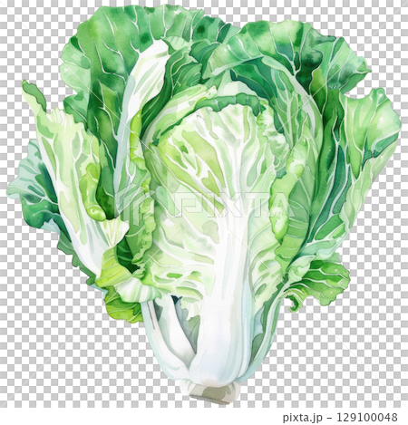 Delicate watercolor painting of fresh Peking cabbage with elongated pale green leaves, isolated on clean white background. Botanical-style illustration showing crisp texture and natural folds 129100048