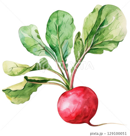 Hand-painted watercolor radish with bright pink bulb and lush leafy greens. White background isolated image perfect for farm-to-table or healthy food concepts 129100051