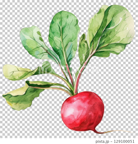 Hand-painted watercolor radish with bright pink bulb and lush leafy greens. White background isolated image perfect for farm-to-table or healthy food concepts 129100051