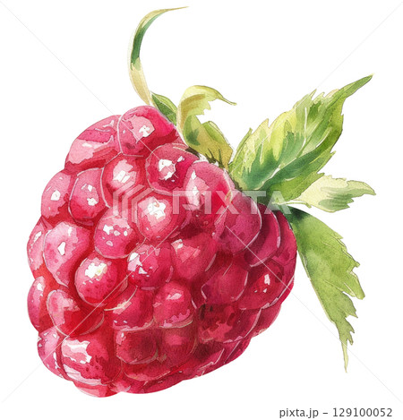 Delicate watercolor painting of fresh raspberries with vibrant red hues and subtle texture, isolated on clean white background. Botanical-style illustration with dewy highlights Delicate watercolor painting of fresh raspberries with vibrant red hues and subtle texture, isolated on clean white background. Botanical-style illustration with dewy highlights 129100052