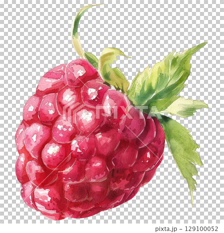 Delicate watercolor painting of fresh raspberries with vibrant red hues and subtle texture, isolated on clean white background. Botanical-style illustration with dewy highlights 129100052