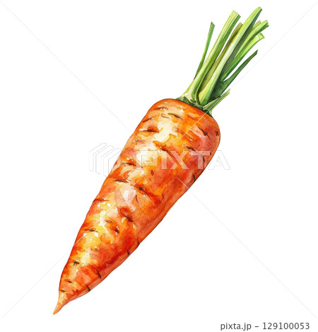 Organic carrots painted with watercolor, showing imperfect shapes and varied orange hues. White background isolated illustration for agricultural branding 129100053