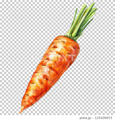 Organic carrots painted with watercolor, showing imperfect shapes and varied orange hues. White background isolated illustration for agricultural branding 129100053