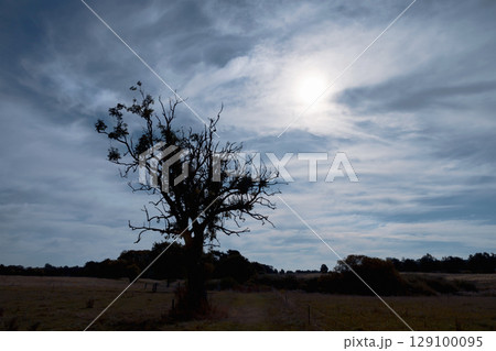 Lonely tree by the road in the countryside 129100095