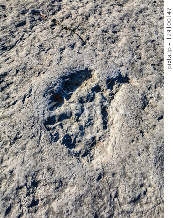 Natural monument of fossil dinosaur footprints in Portugal. Pedagogical circuit and visitors can see and touch the footprints Natural monument of fossil dinosaur footprints in Portugal. Pedagogical circuit and visitors can see and touch the footprints 129100147