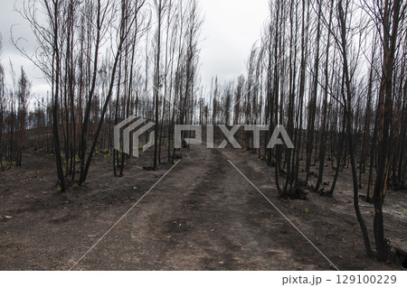 After summer forest fires in Portugal 129100229