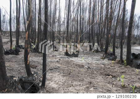 After summer forest fires in Portugal 129100230