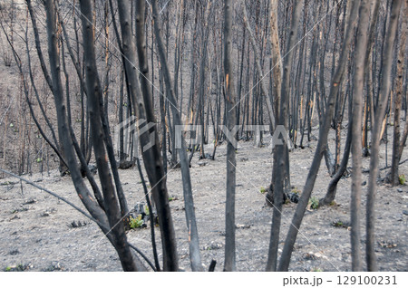 After summer forest fires in Portugal 129100231