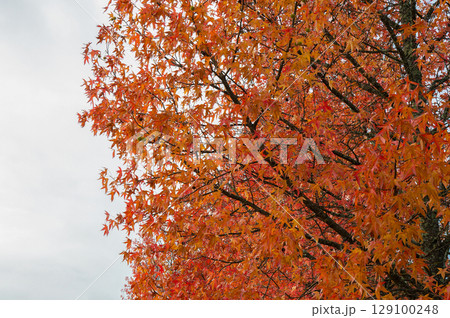 Autumn palette color from yellow to red  129100248