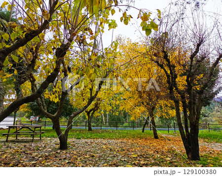 Trees with yellow leaves as a sign of autumn Trees with yellow leaves as a sign of autumn 129100380