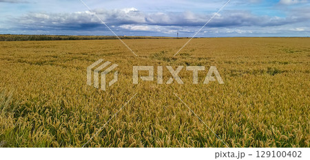 Golden agricultural field sown with rice Golden agricultural field sown with rice 129100402