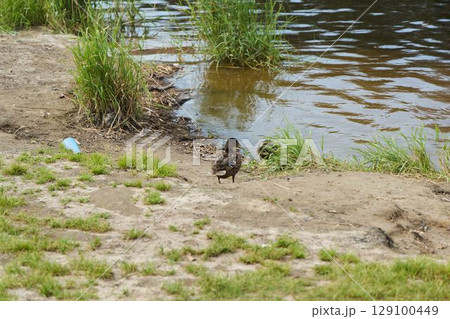 A peaceful duck resting by the waters edge in an ethereal and serene natural landscape A peaceful duck resting by the waters edge in an ethereal and serene natural landscape 129100449