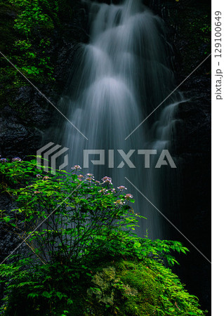 静寂の中で咲く紫陽花と落ちる滝の情景 129100649