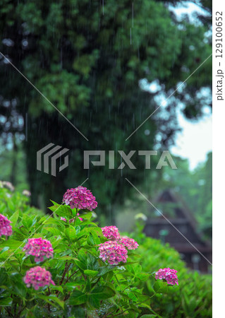 雨に濡れる紫陽花と日本の原風景 雨に濡れる紫陽花と日本の原風景 129100652