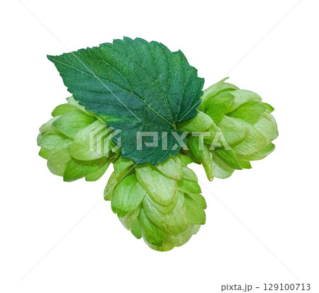 Three fresh Green Hop cones with leaf Isolated on white background. Close up Hop cones for making beer and bread. Fresh green hop branch. 129100713