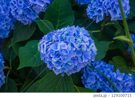 Blue hydrangea flowers close up. Lush bush with abundance of blue Hydrangea flowers with green leaves. 129100715