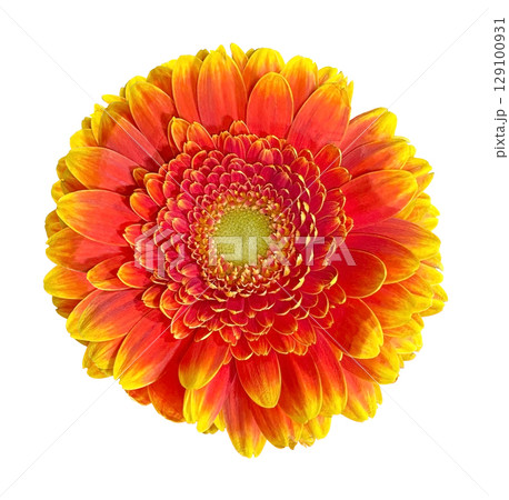 Beautiful Orange and Yellow Gerbera Daisy head isolated on white background. Object with clipping path. 129100931