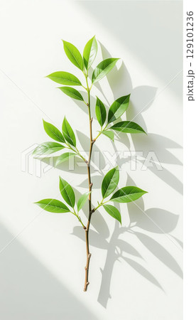Decorative plant on white background 129101236