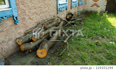 Freshly cut cherry tree logs are piled up against a house wall, ready for winter heating, showcasing sustainable resource management and preparation for the colder months. 129101294