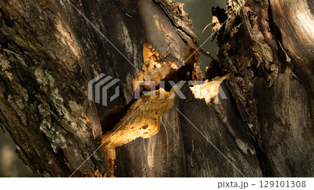 Close-up view of a broken tree trunk revealing decaying wood, showcasing the effects of natural damage and illustrating the relentless passage of time in the environment. 129101308