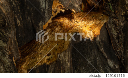 A close-up of a broken tree trunk showing the vibrant orange wood grain, illustrating the destructive power of a hurricane and the resilience of nature. Close-up of a broken tree trunk. 129101316