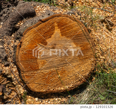 Close-up of a freshly cut tree trunk displaying prominent growth rings and surrounded by sawdust, highlighting the impact of logging and deforestation on the environment. 129101326