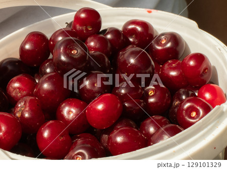 A bucket full of ripe, juicy cherries. A farmer proudly displays a bountiful harvest of ripe red cherries, overflowing from a white bucket, showcasing the vibrant colors and freshness of the fruit. 129101329