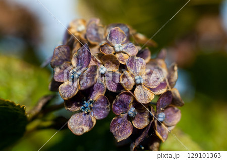 終の紫陽花 終の紫陽花 129101363