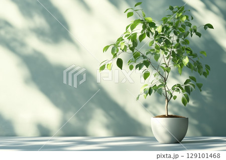 Indoor plant casts shadows, symbolizing mindful nature care. 129101468