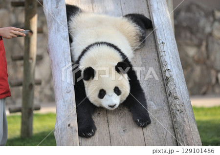 滑り台をすべる梅浜 129101486