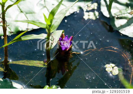 オニバス 129101519