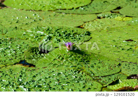 オニバス 129101520