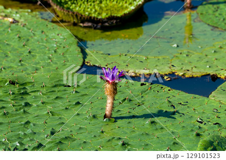 オニバス 129101523