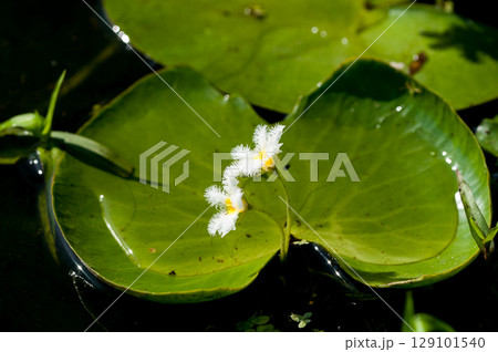 金銀蓮花(きんぎんれんか)／鏡蓋(ががぶた) 129101540