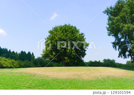 埼玉県三郷市三郷公園周辺の風景2025年7月 129101594