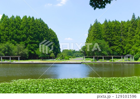埼玉県三郷市三郷公園周辺の風景2025年7月 129101596