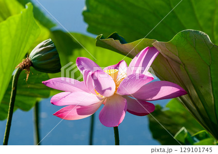 福島潟・遊潟広場の紅蓮 129101745