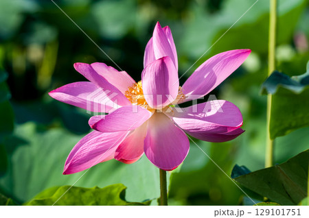 福島潟・遊潟広場の紅蓮 129101751