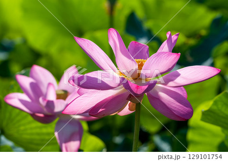 福島潟・遊潟広場の紅蓮 129101754