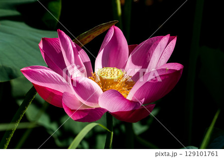 福島潟・遊潟広場の紅蓮 129101761