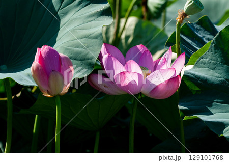 福島潟・遊潟広場の紅蓮 福島潟・遊潟広場の紅蓮 129101768