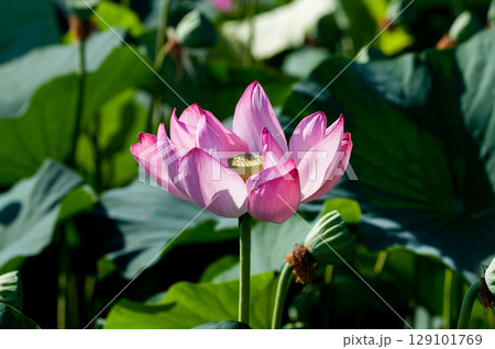 福島潟・遊潟広場の紅蓮 129101769