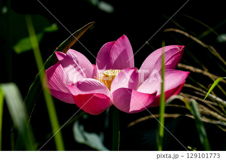 福島潟・遊潟広場の紅蓮 129101773