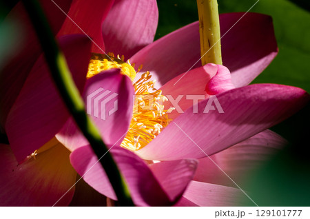 福島潟・遊潟広場の紅蓮 福島潟・遊潟広場の紅蓮 129101777