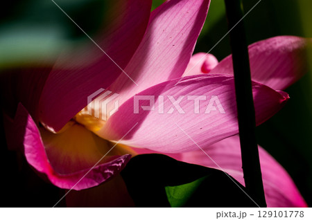 福島潟・遊潟広場の紅蓮 129101778