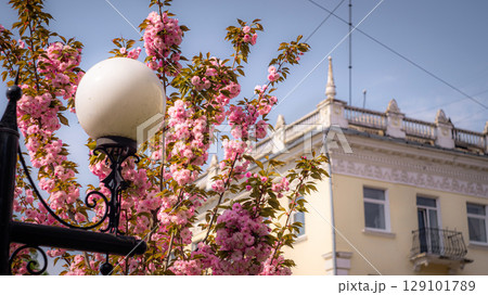 Vintage Street Lamps and Cherry Blossoms in Bloom Vintage Street Lamps and Cherry Blossoms in Bloom 129101789