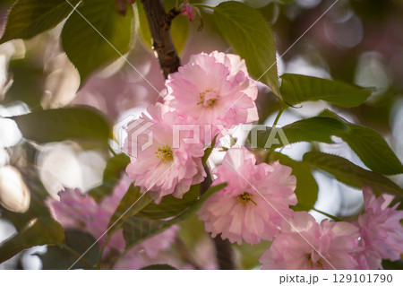 Soft Focus Cherry Blossom Close-Up in Warm Light Soft Focus Cherry Blossom Close-Up in Warm Light 129101790