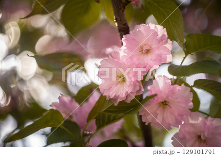 Soft Focus Cherry Blossom Close-Up in Warm Light Soft Focus Cherry Blossom Close-Up in Warm Light 129101791